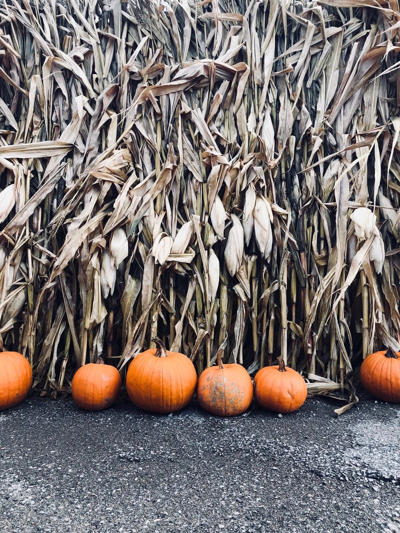 background orange corn and field hd, 4k