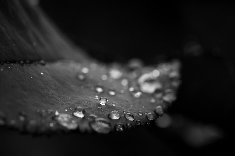 leaf wet water and droplet 4k