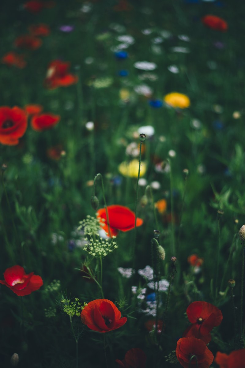 wild flowers wildflower flower and flower field hd, 4k