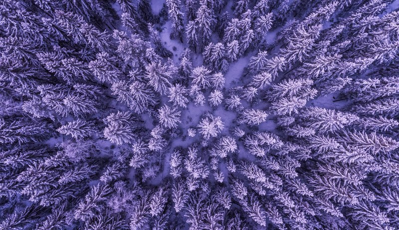 a drone shot of a snowy evergreen forest in menkerud, frozen forest 4k