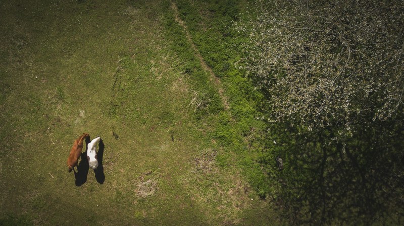 a drone shot of two horses grazing close to each other, a lovely start of spring 4k