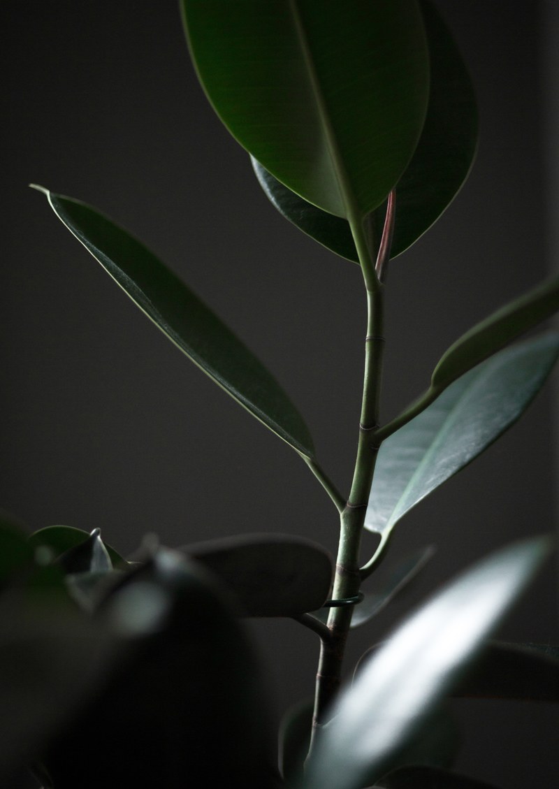 just leafy 4k