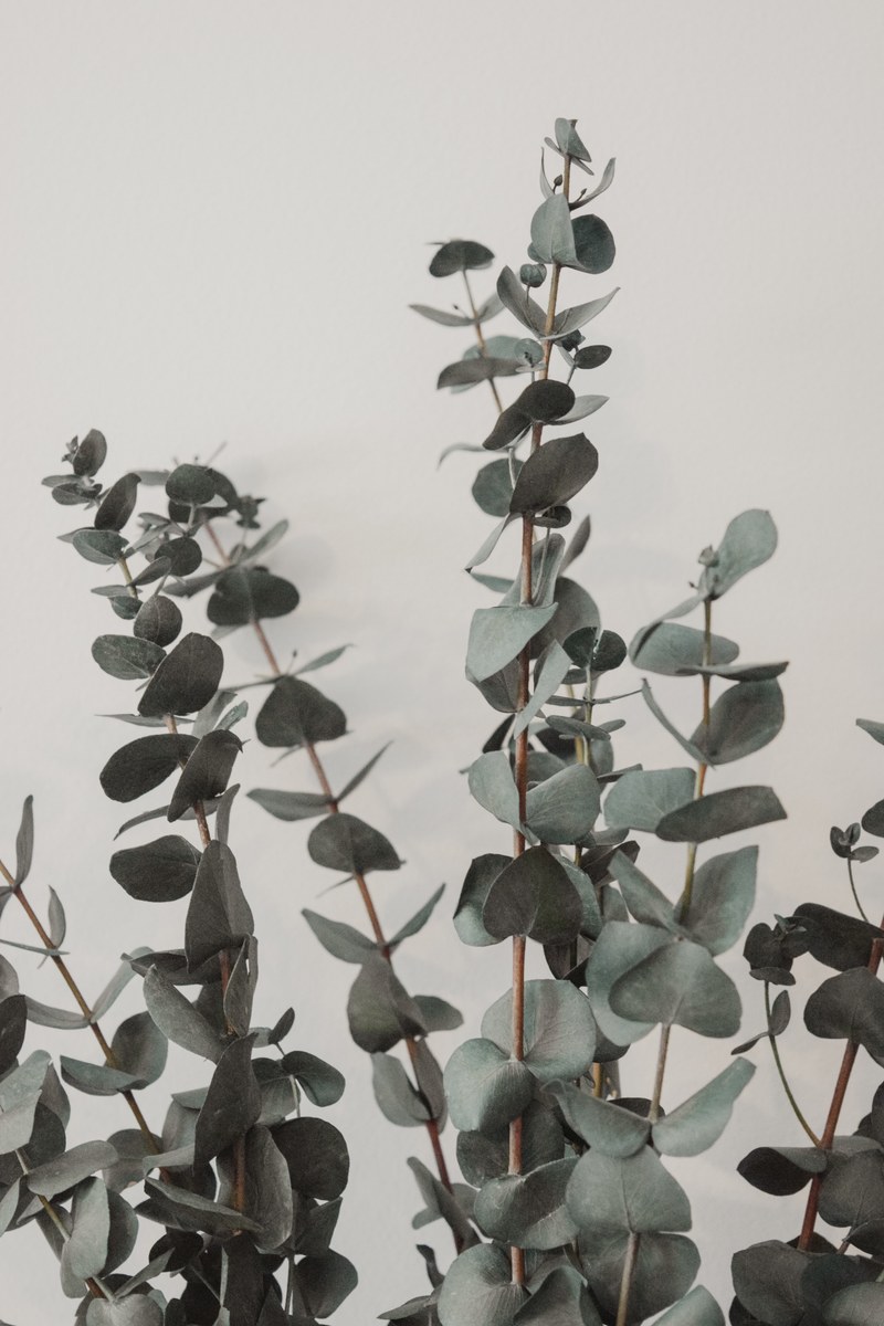 house plants 4k