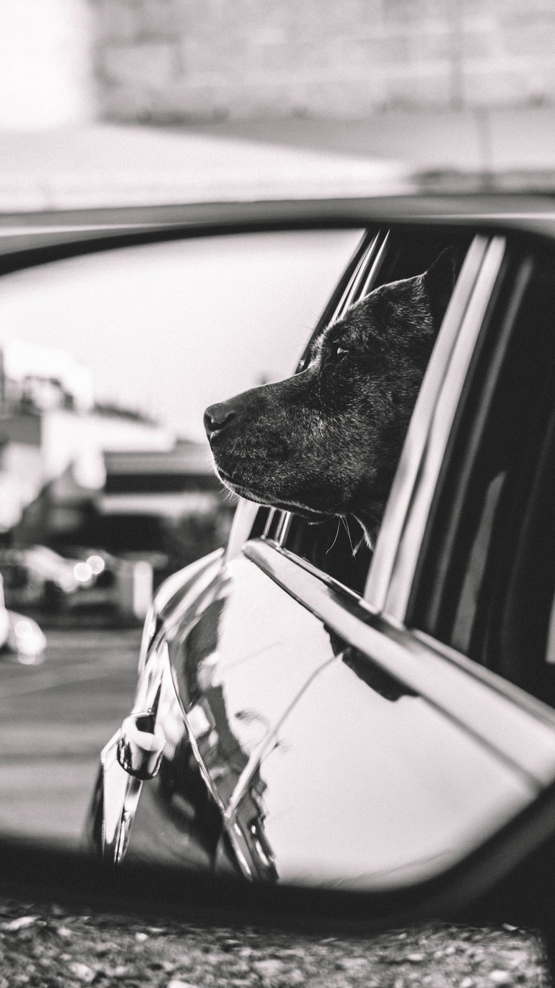 black and white reflection in rearview mirror of a dog looking out the window, the best travel companion 4k