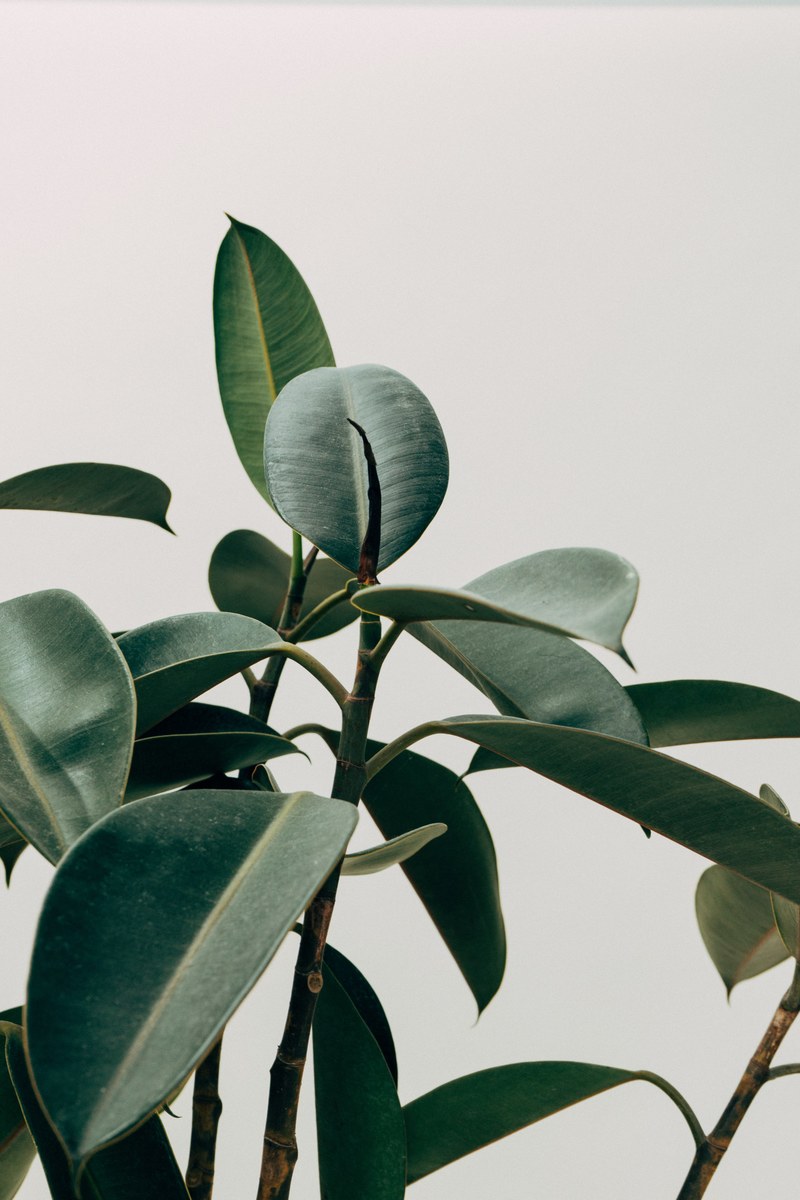 rubber plant 4k