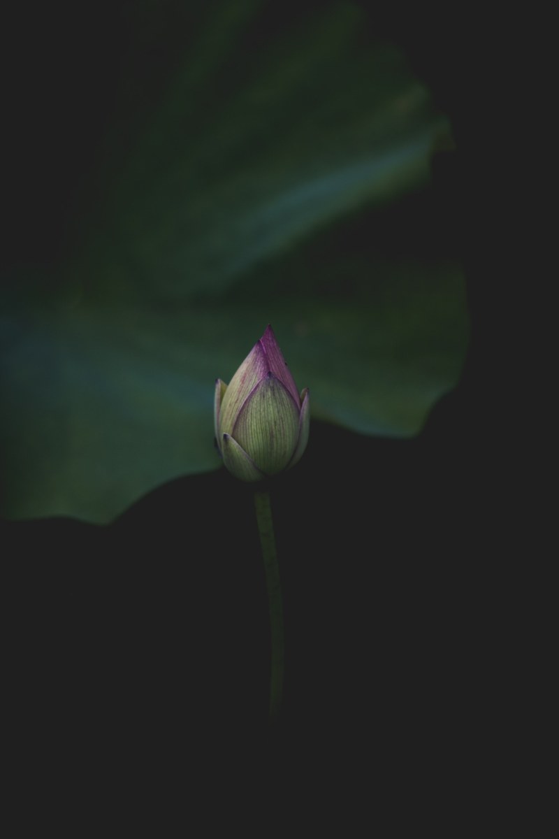 bud flower plant and stem hd, 4k