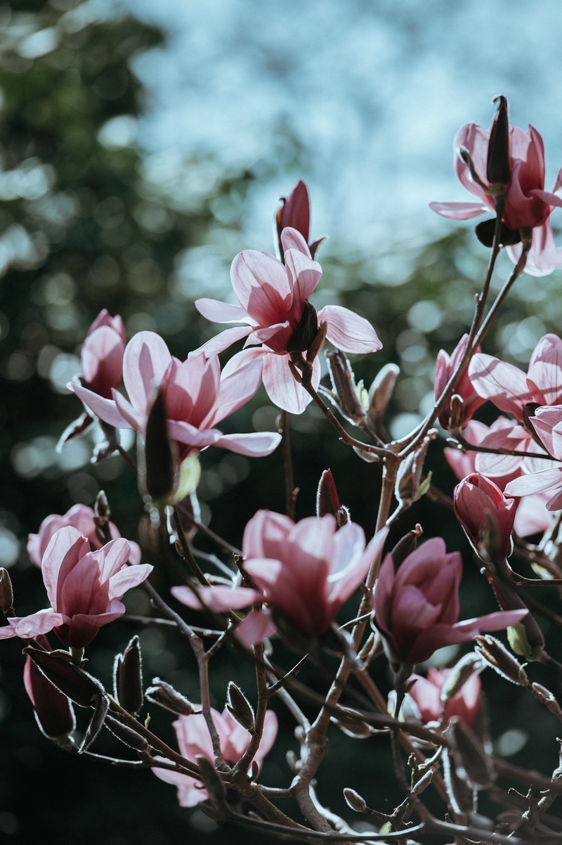 pink magnolia 4k