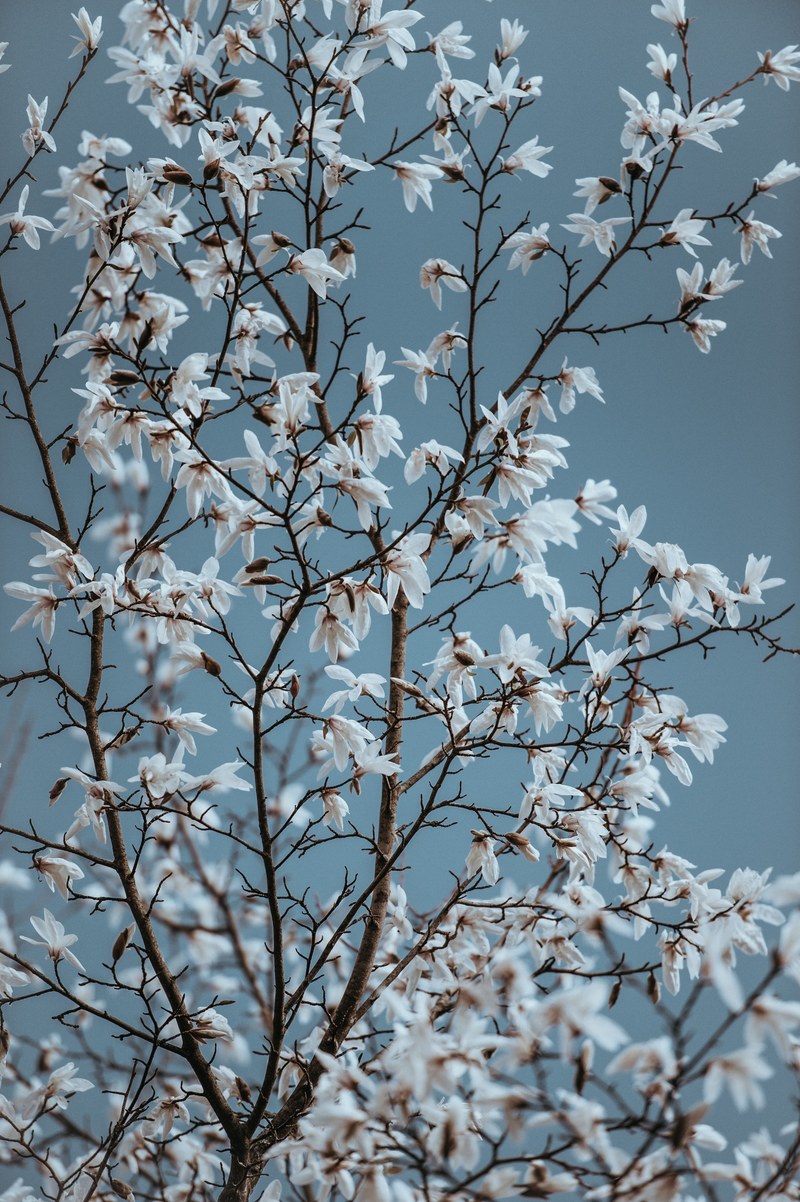 white magnolia blue sky 4k