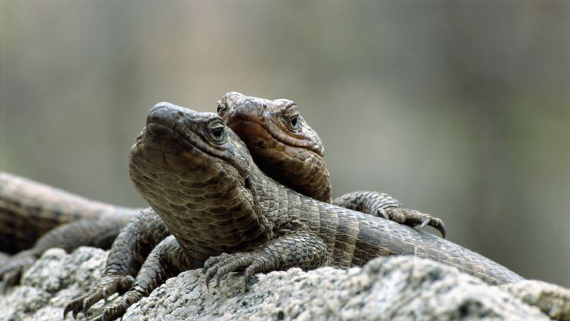 lizards, steam, stone, 4k