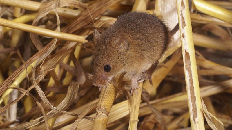 mouse, mammal, rodent, 4k