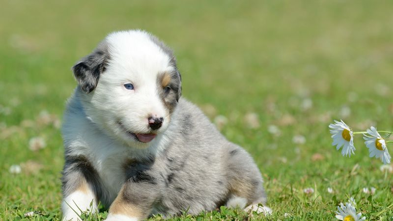 puppy, grass, daisies, 4k