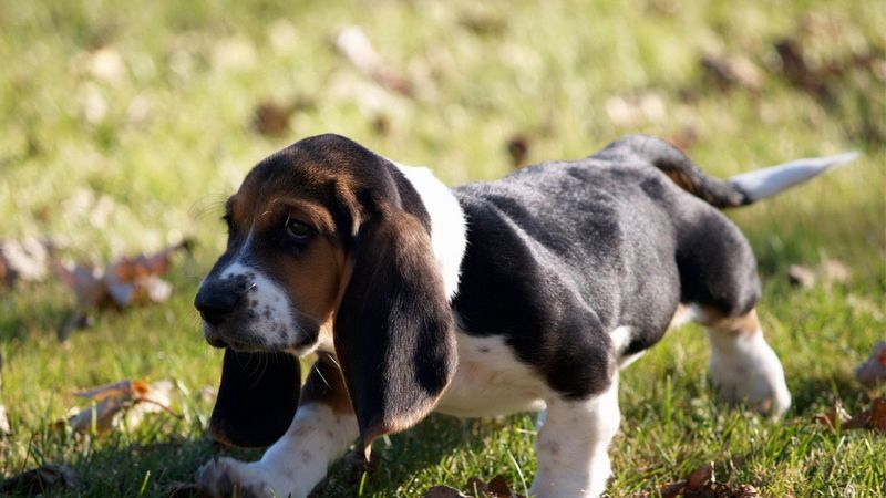 puppy, grass, leaves, 4k