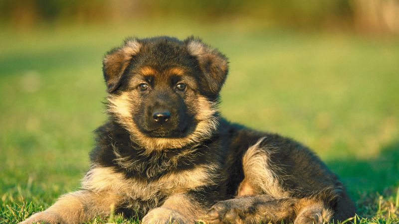 puppy, dog, grass, 4k