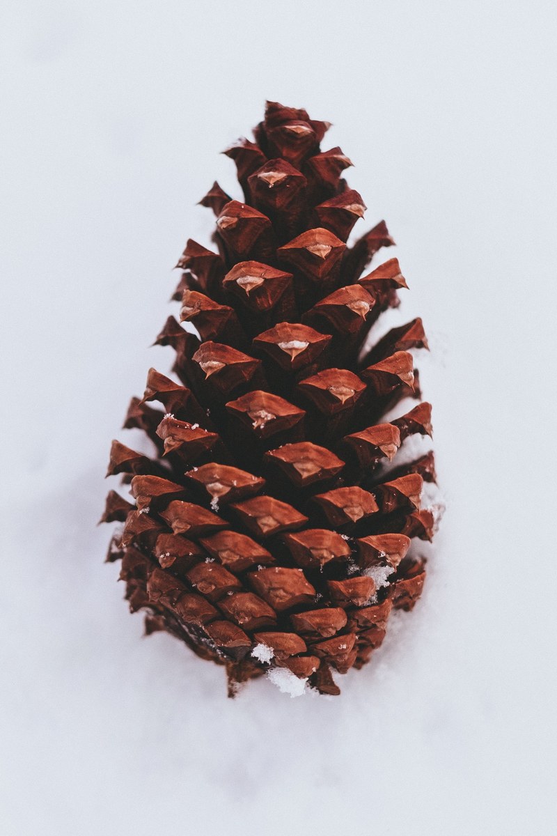 pinecone snow cone and conifer cone hd, 4k