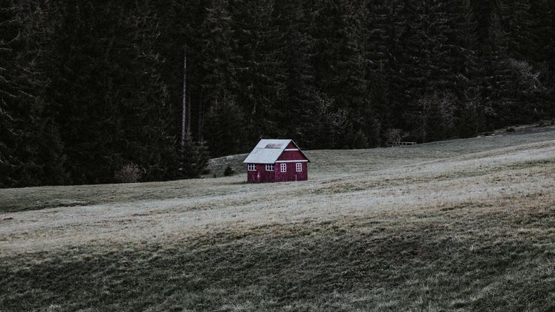 house, building, forest, field, grass, 4k