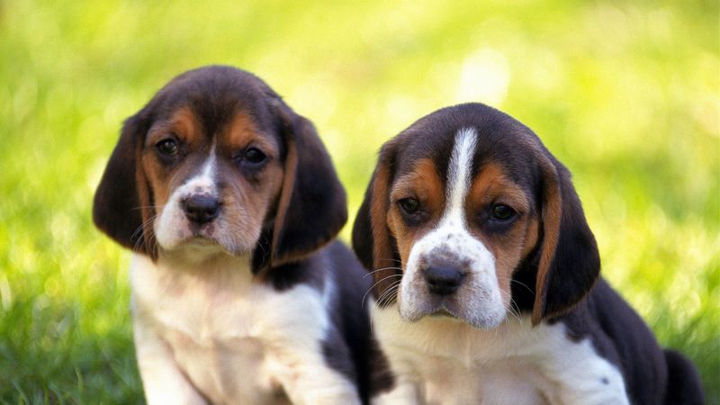 puppies, couple, grass, 4k