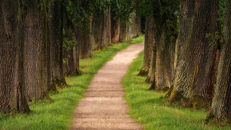 path trail pathway and forest 4k