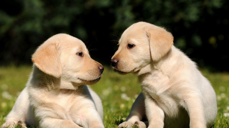puppies, brothers, grass, 4k