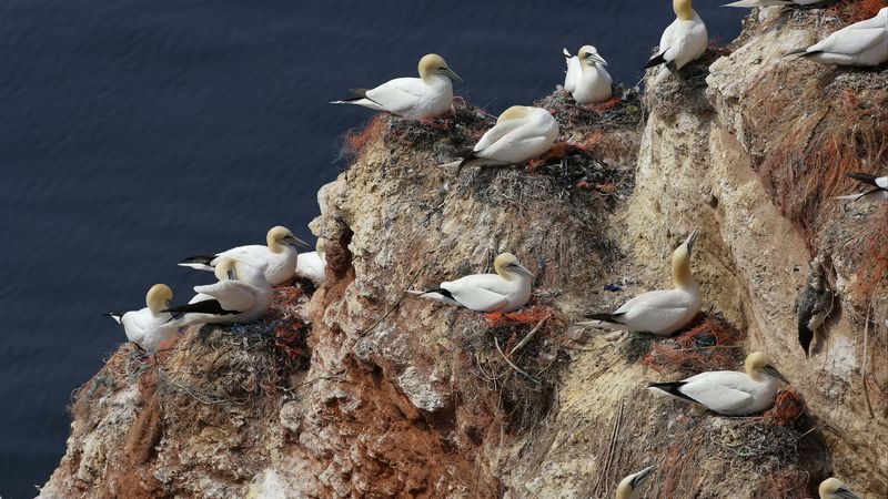 gulls, nest, rock, 4k