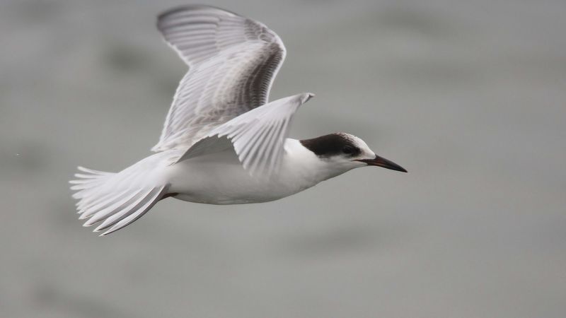 seagull, flying, sea, 4k