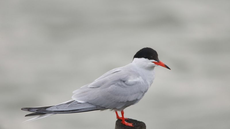 gull, recreation, bird, tree stump, 4k