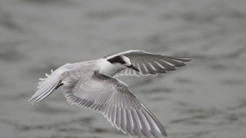 seagull, flying, flap, wings, 4k