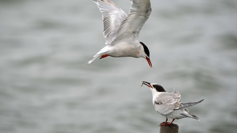gull, mining, poultry, 4k