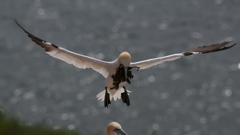gull, nest, algae, 4k