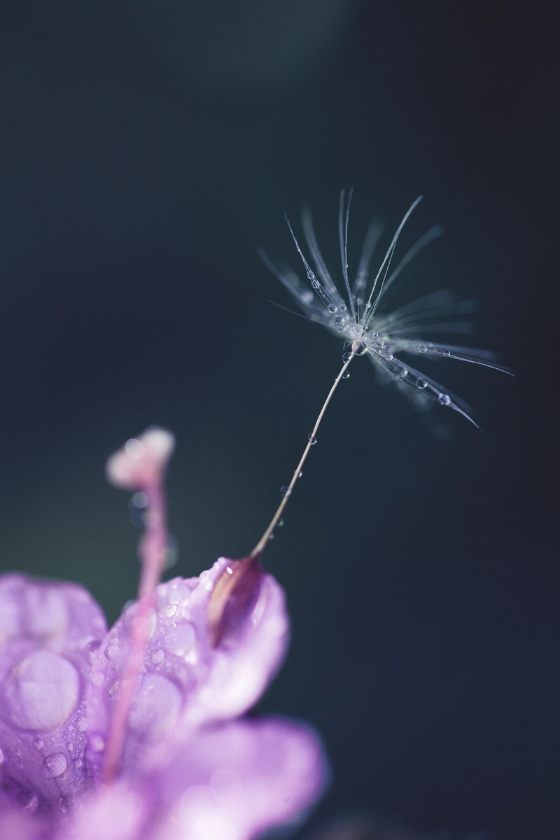 dandelion seed sprouts by a purple wildflower, plant seedlings 4k