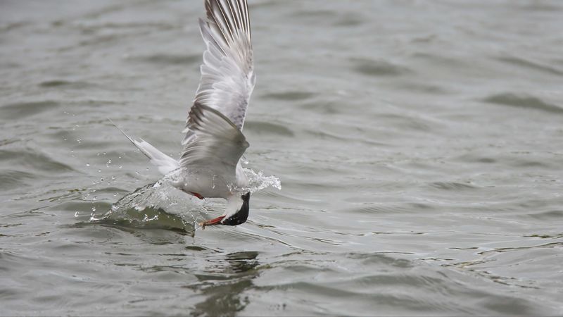 gull, mining, hunting, 4k