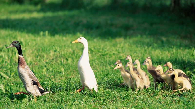 ducks, ducklings, birds, farm, family, 4k
