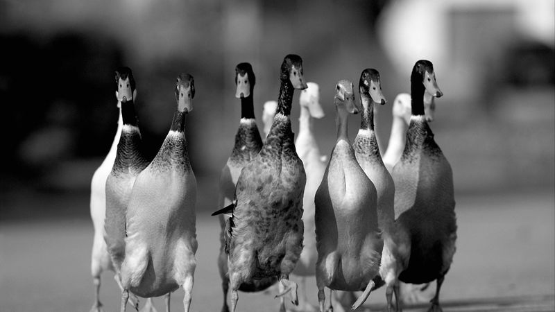 ducks, flock, road, 4k