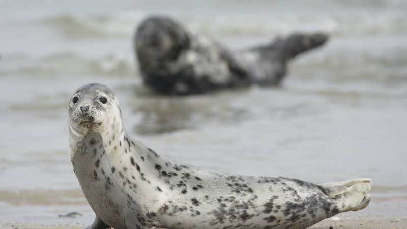 seal, animal, mammal, motion blur, 4k