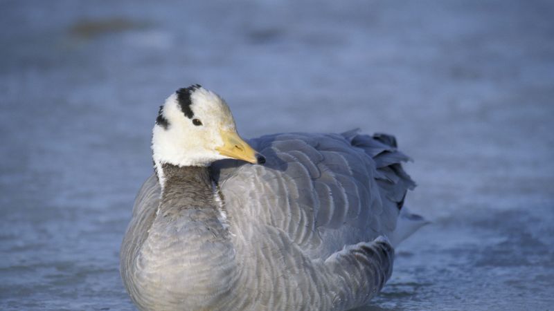 duck, bird, feathers, winter, 4k