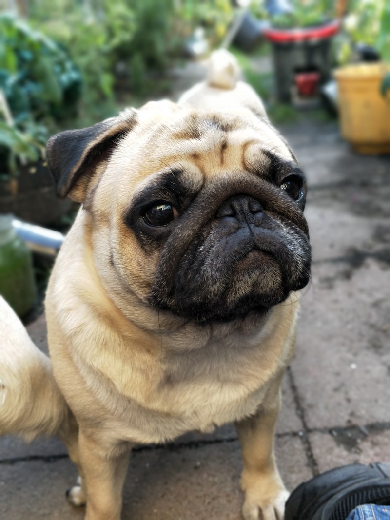 dolly the pug 4k