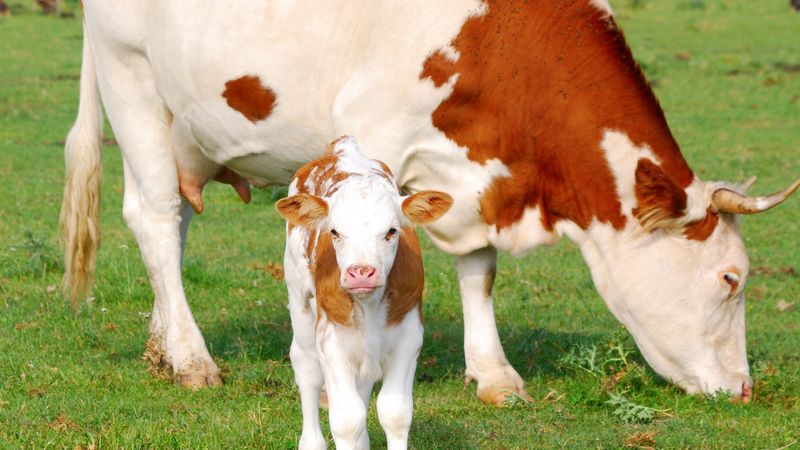 calf, cow, pasture, 4k