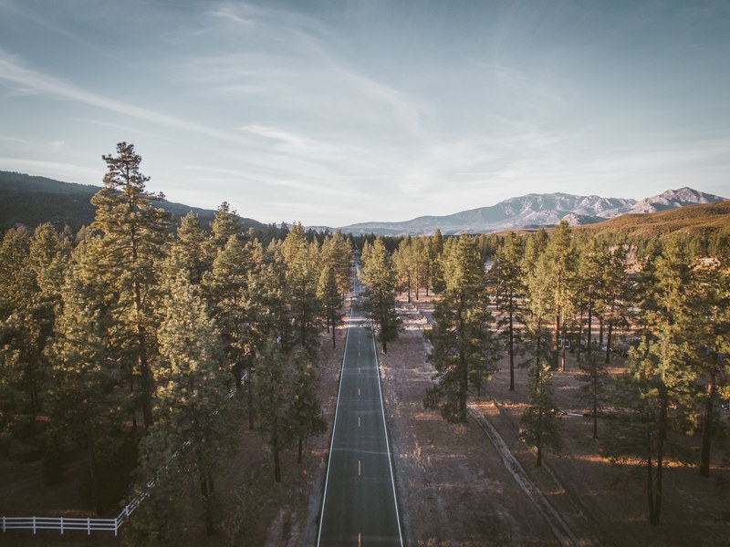 tree woodland forest and road 4k