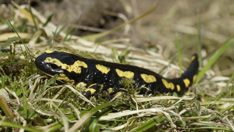 newt, tail, grass, 4k