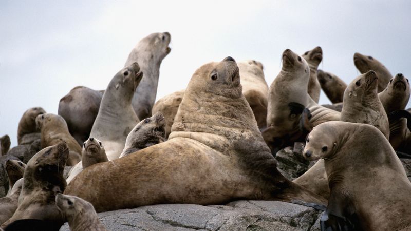 seals, pack, rock, 4k