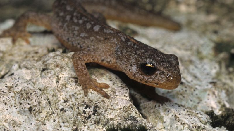 newt, stone, amphibian, 4k
