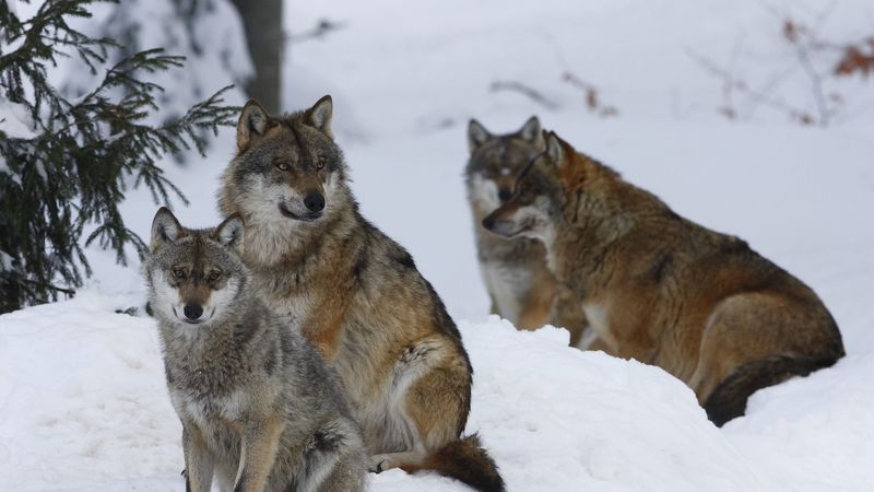 pack, wolves, winter, snow, forest, 4k