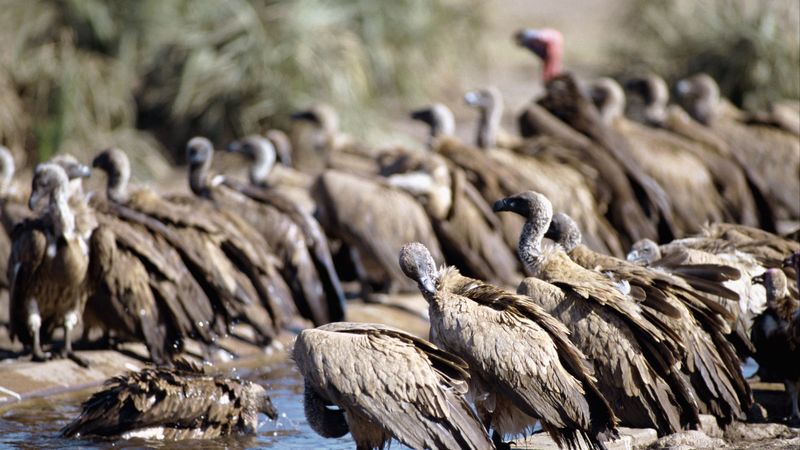 vultures, pack, watering, 4k
