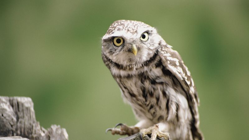 owl, branch, bird, predator, 4k