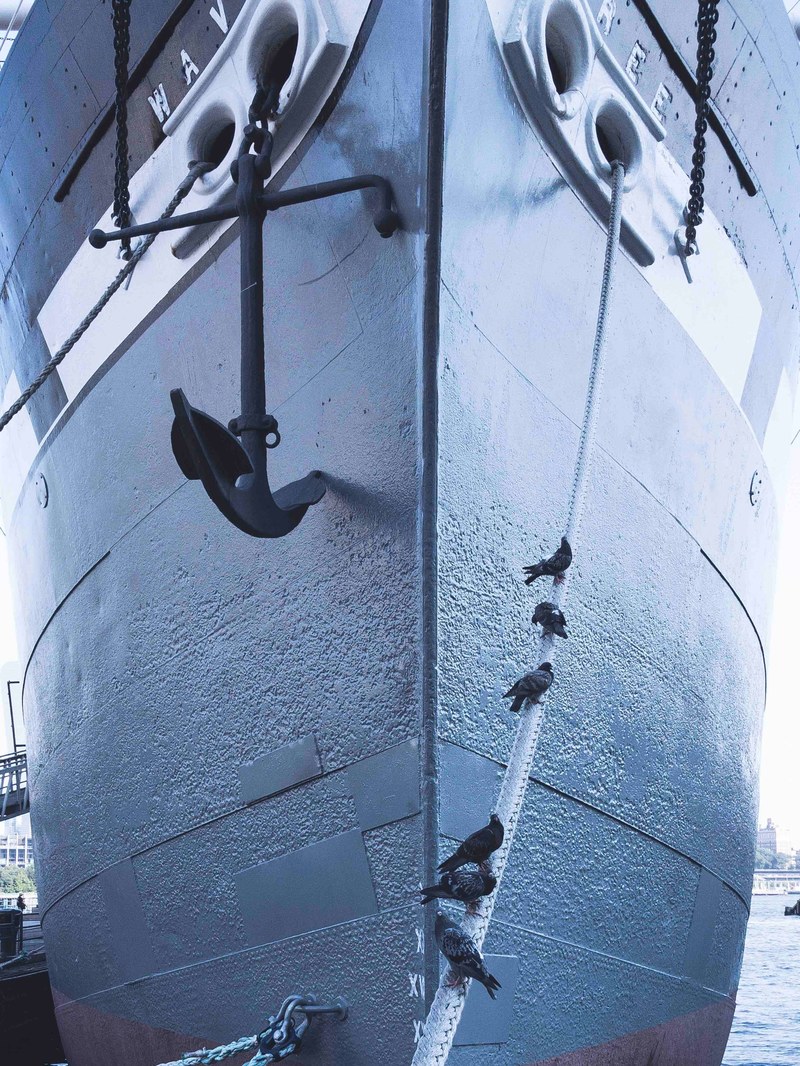 birds sitting on a rope in front of a large ship, now boarding 4k