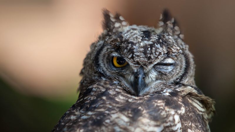 owl, eyes, bird, predator, 4k