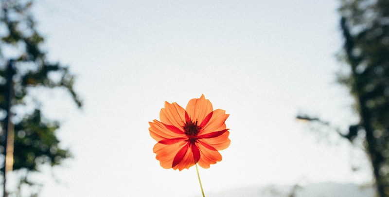 a close up of a red flower with translucent petals, translucent red flower 4k