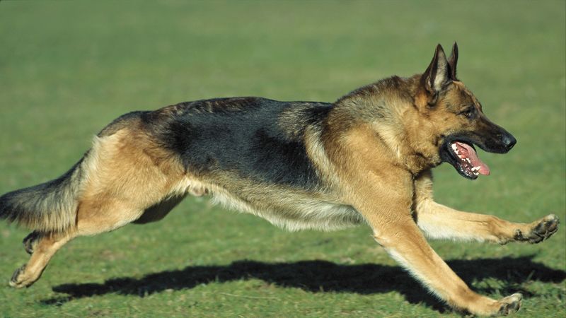 dog, sheepdog, jogging, lawn, 4k