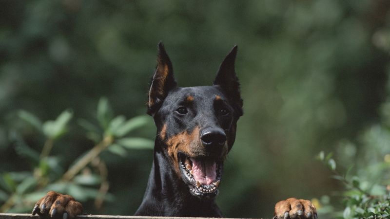 dog, security, fence, 4k