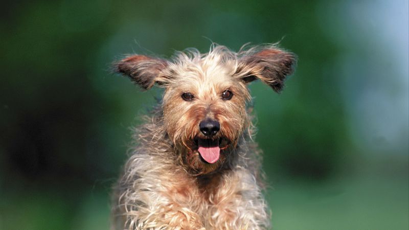 dog, running, grass, 4k
