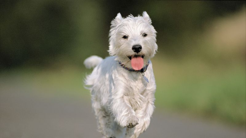 dog, running, asphalt, road, 4k